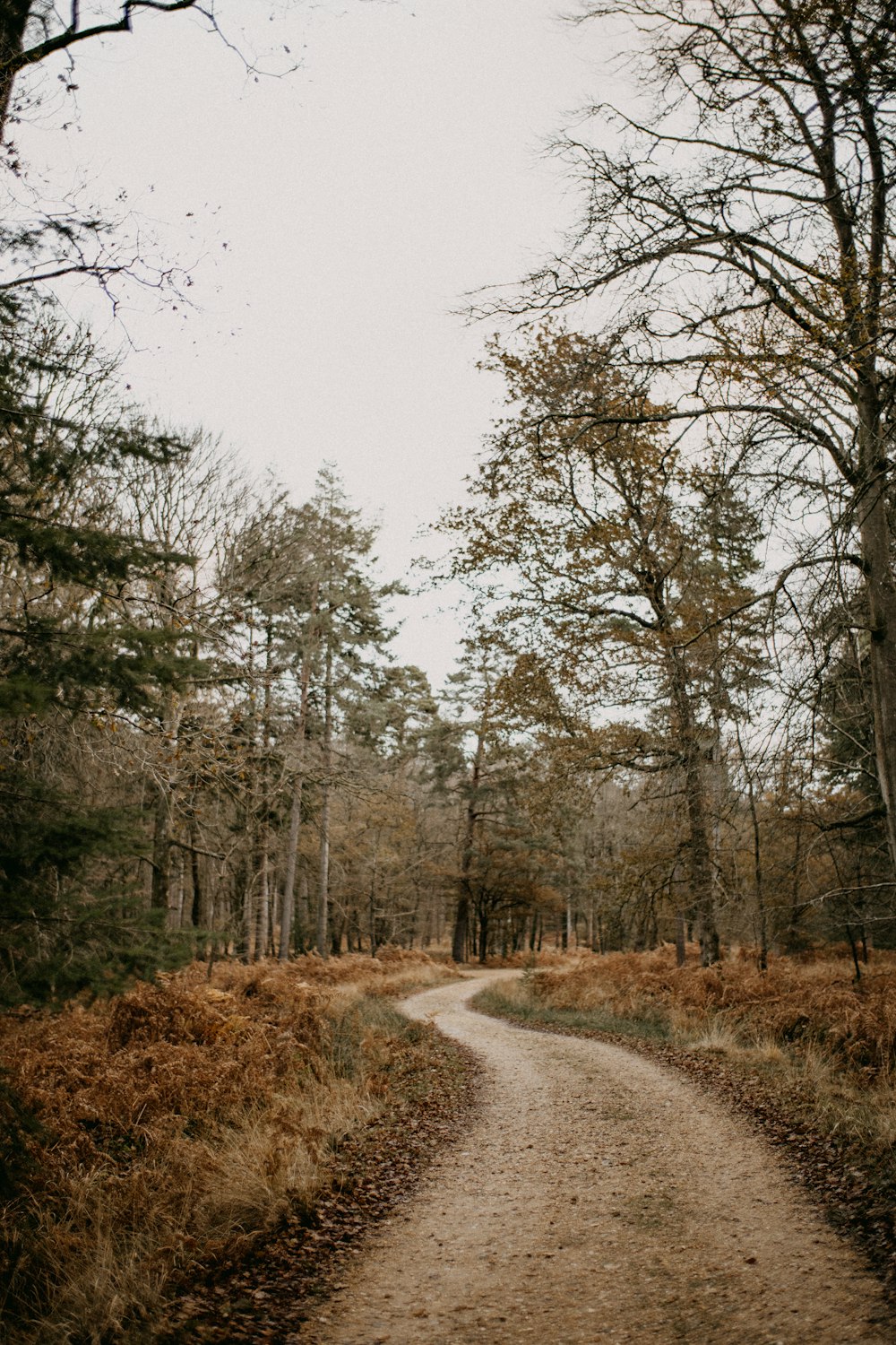 a dirt road in the middle of a forest