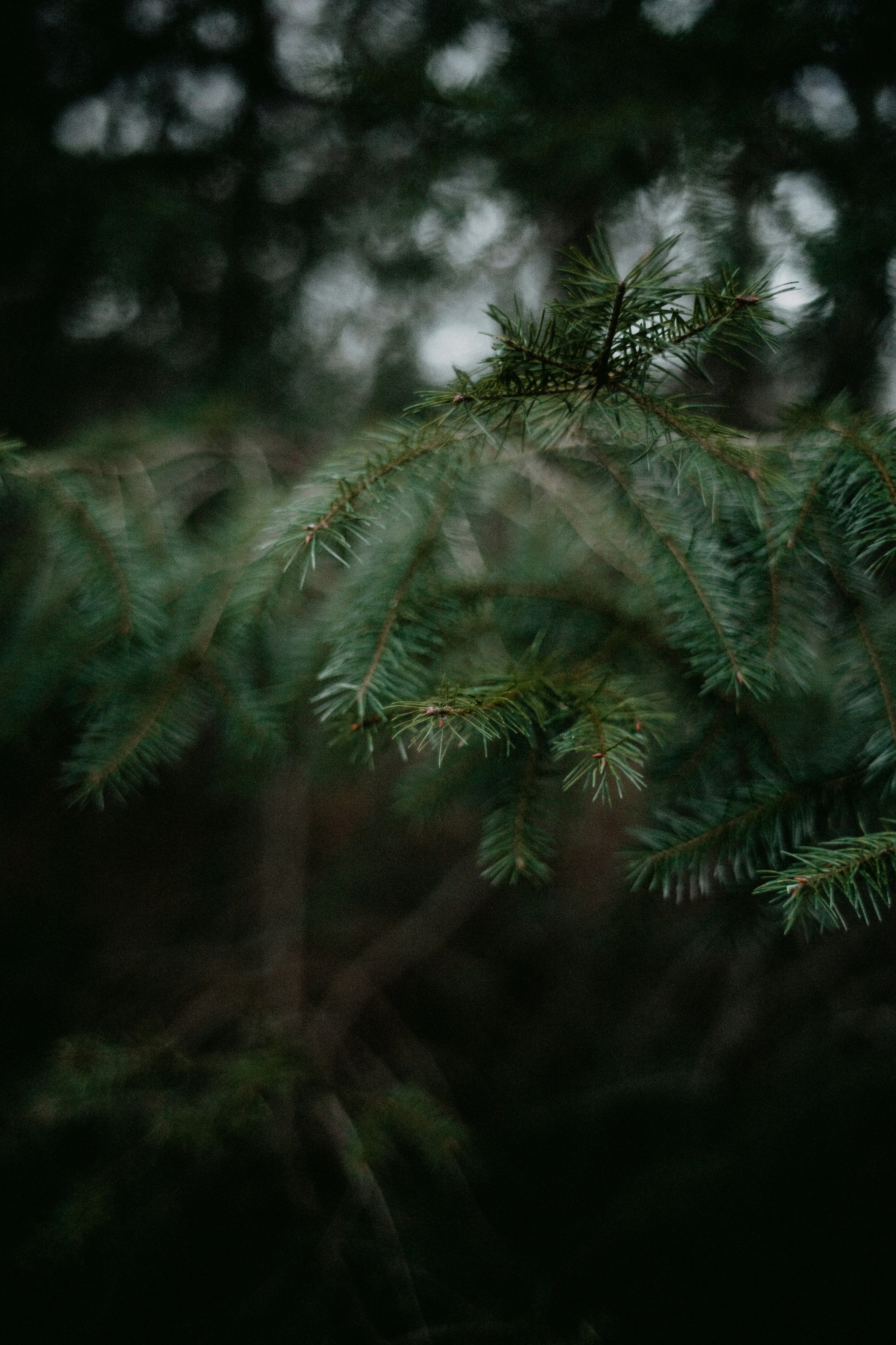 Photo by anniespratt