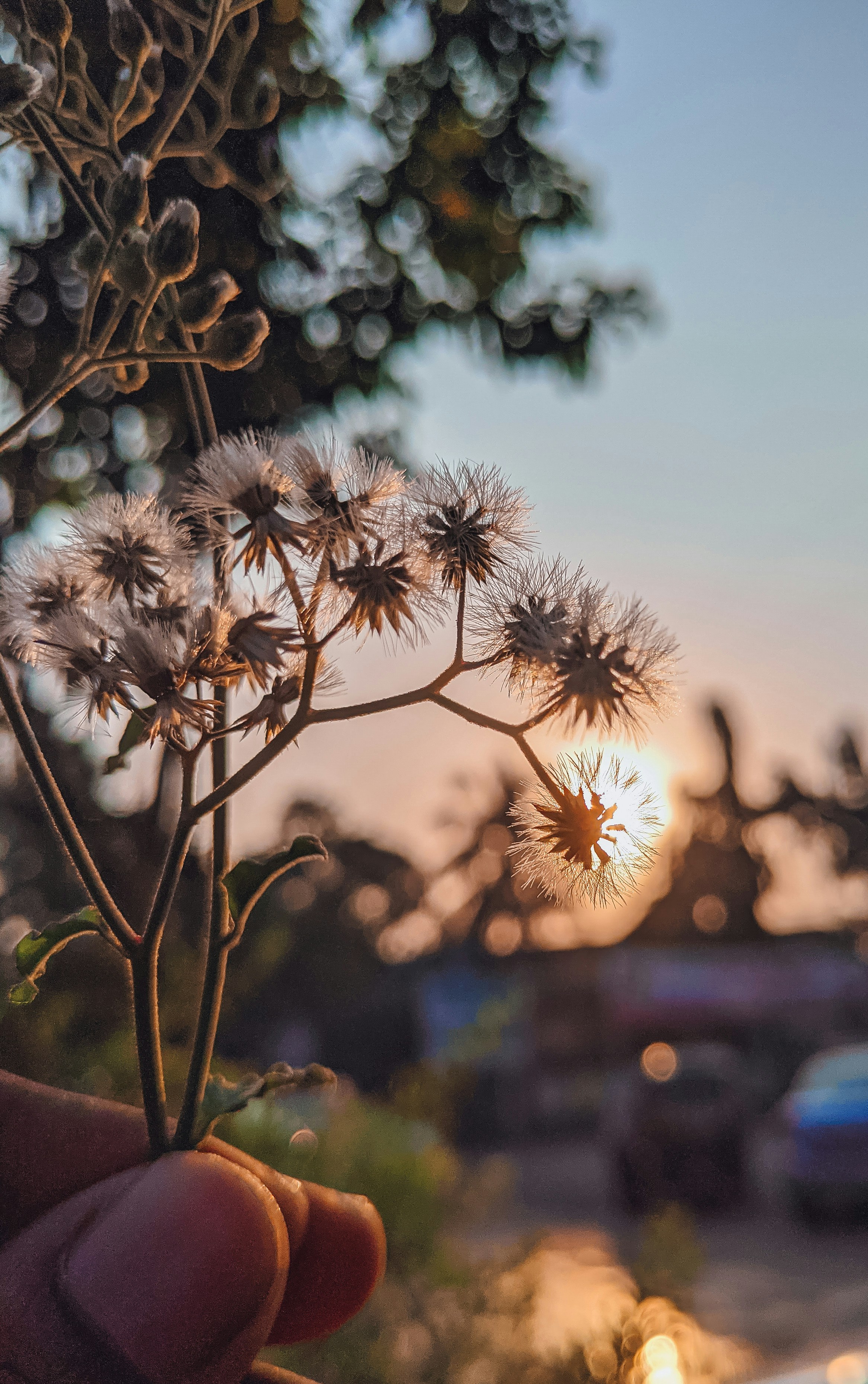 a person holding a flower in their hand