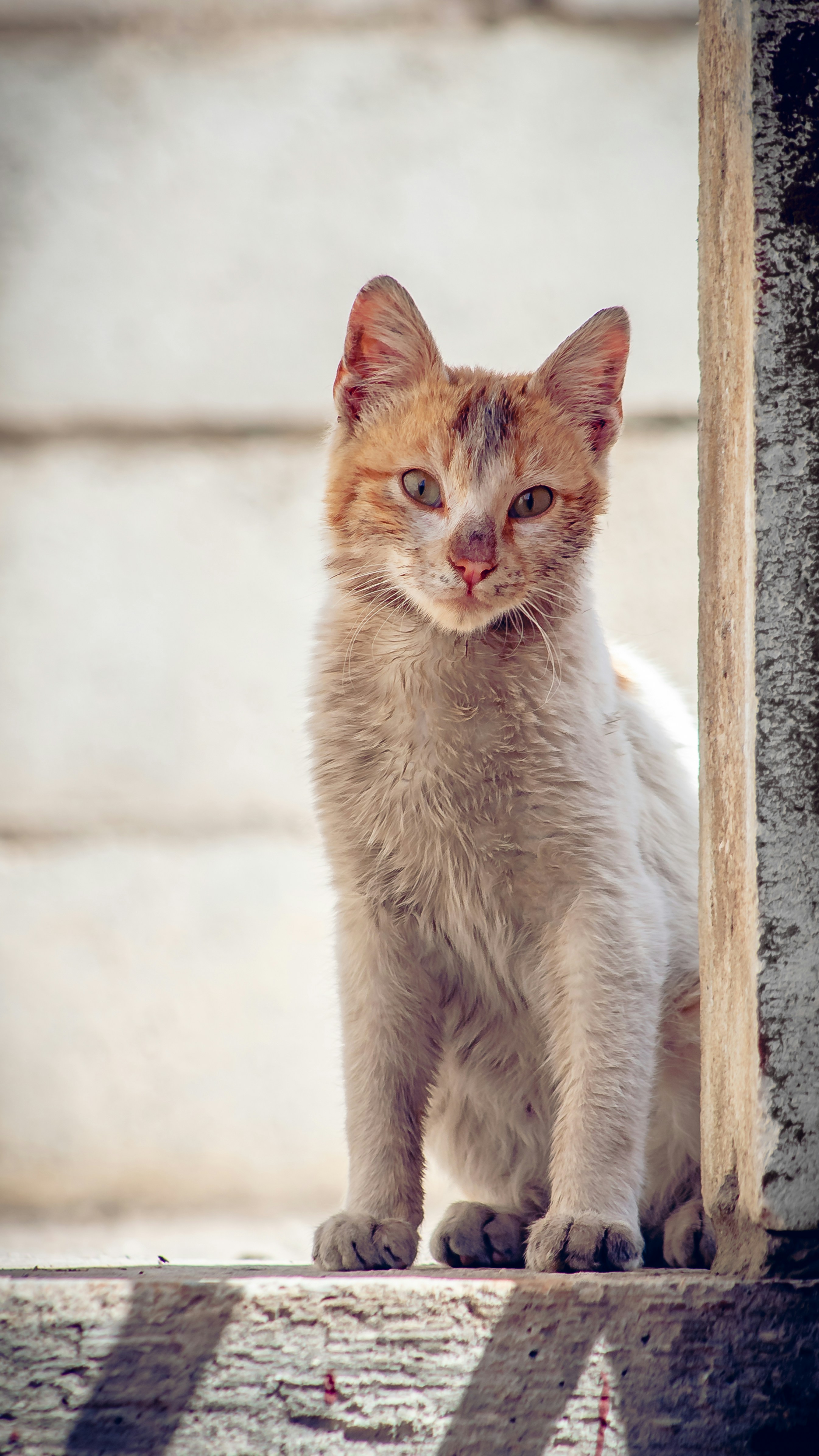 a white and orange cat sitting on top of a wooden floor