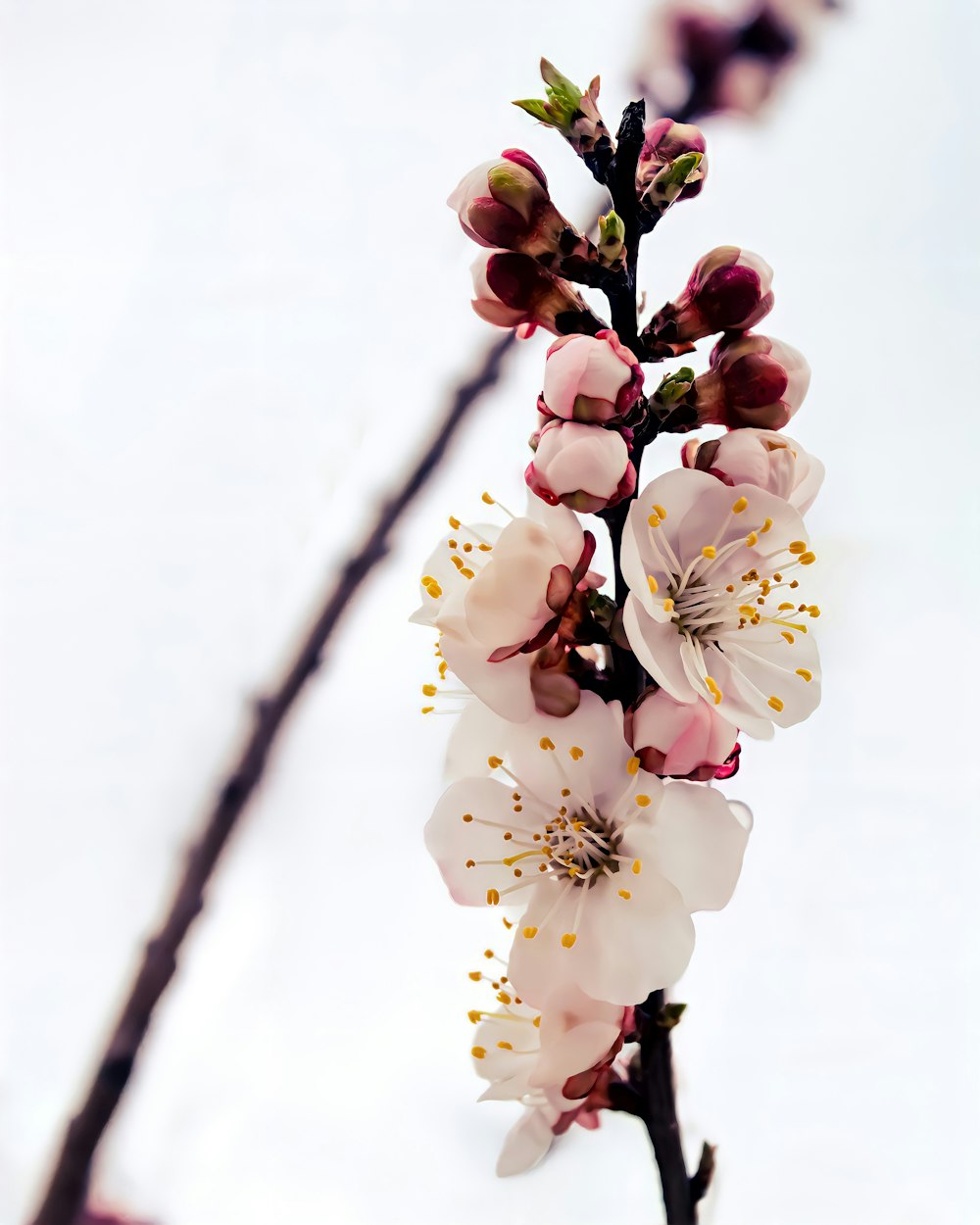 a branch with white and pink flowers on it