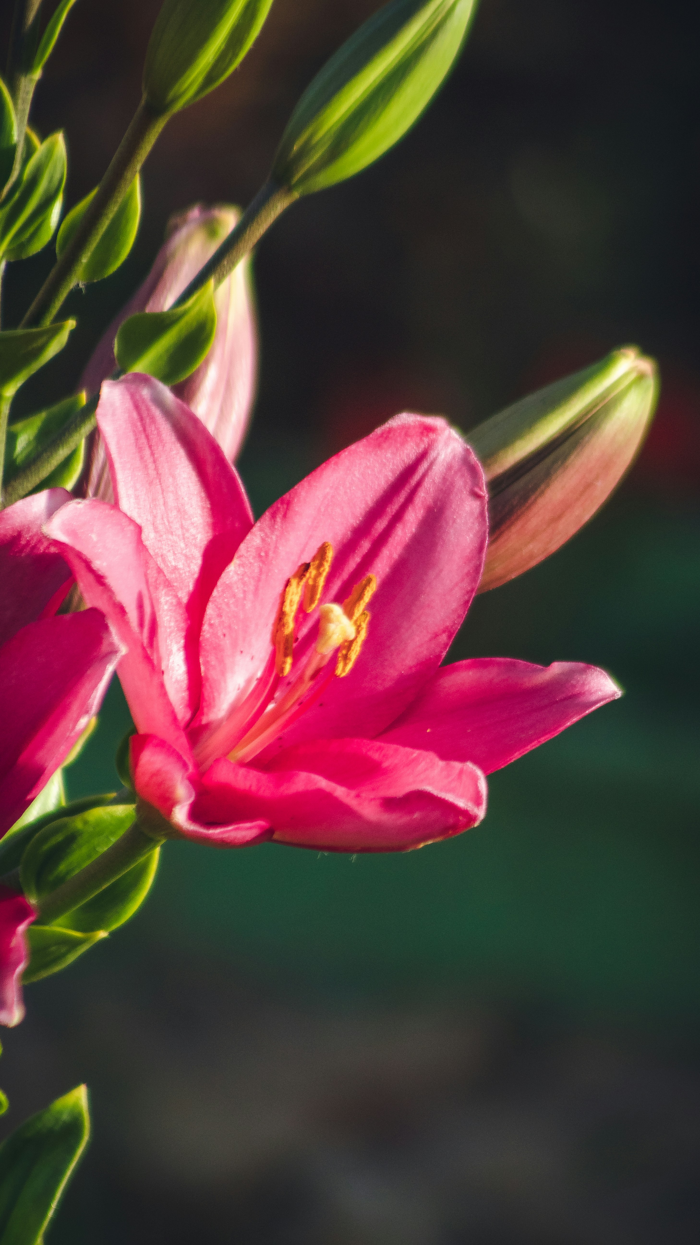 a close up of a pink flower with green leaves