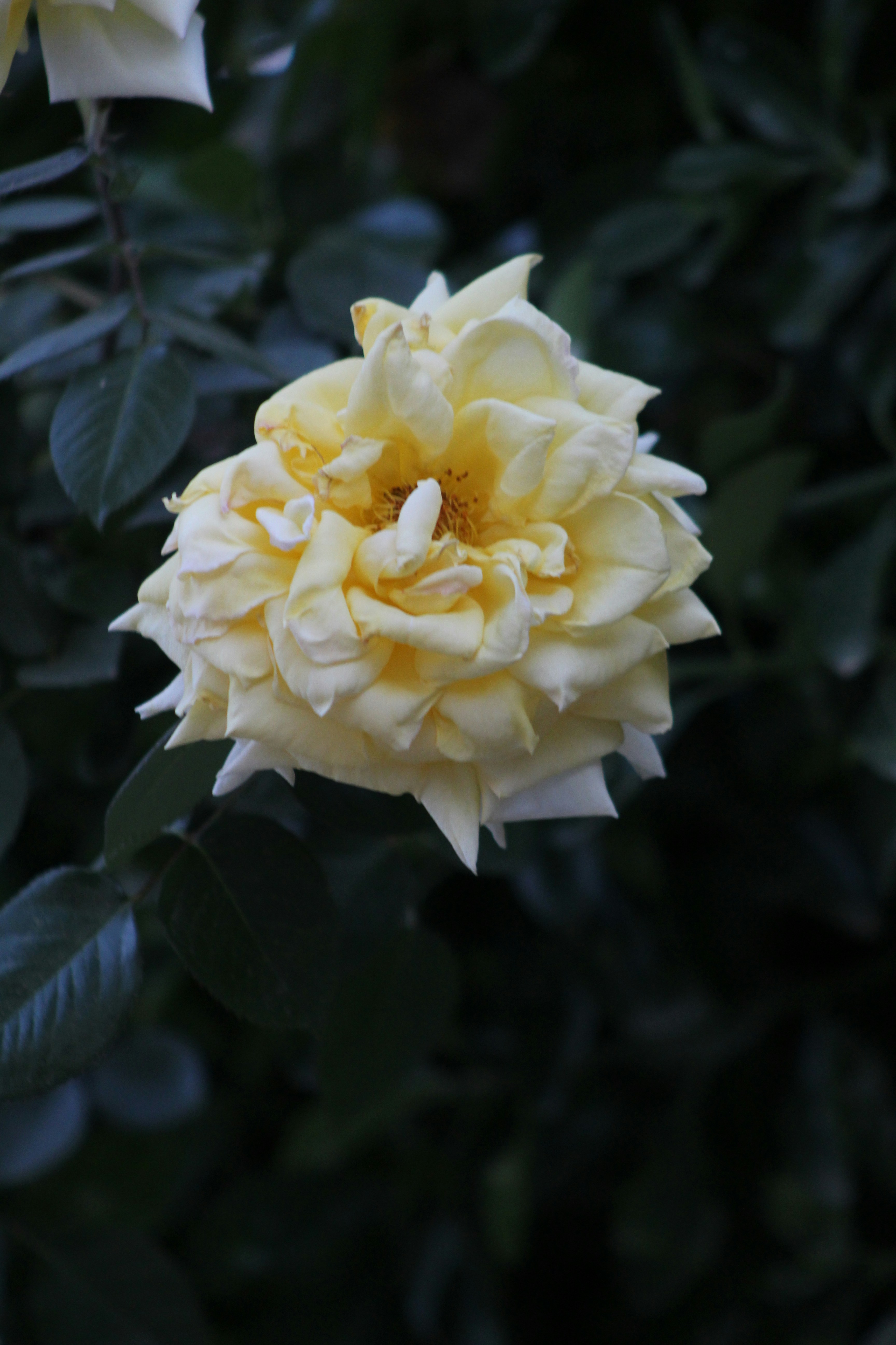 a yellow flower with green leaves in the background