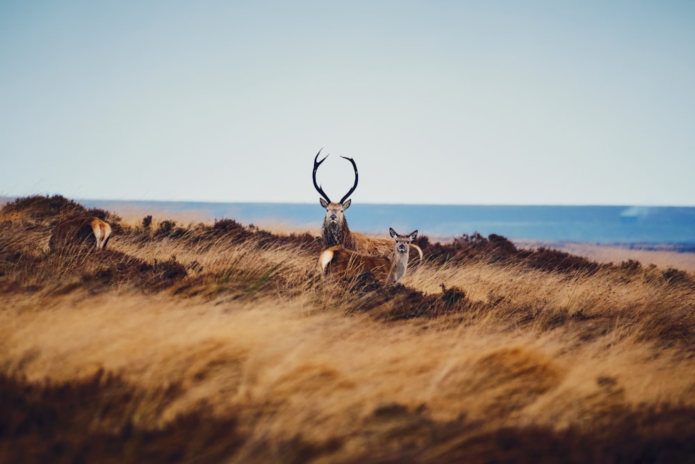 a couple of deer standing on top of a dry grass field