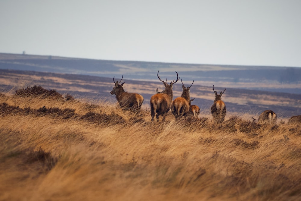 a herd of deer standing on top of a dry grass field