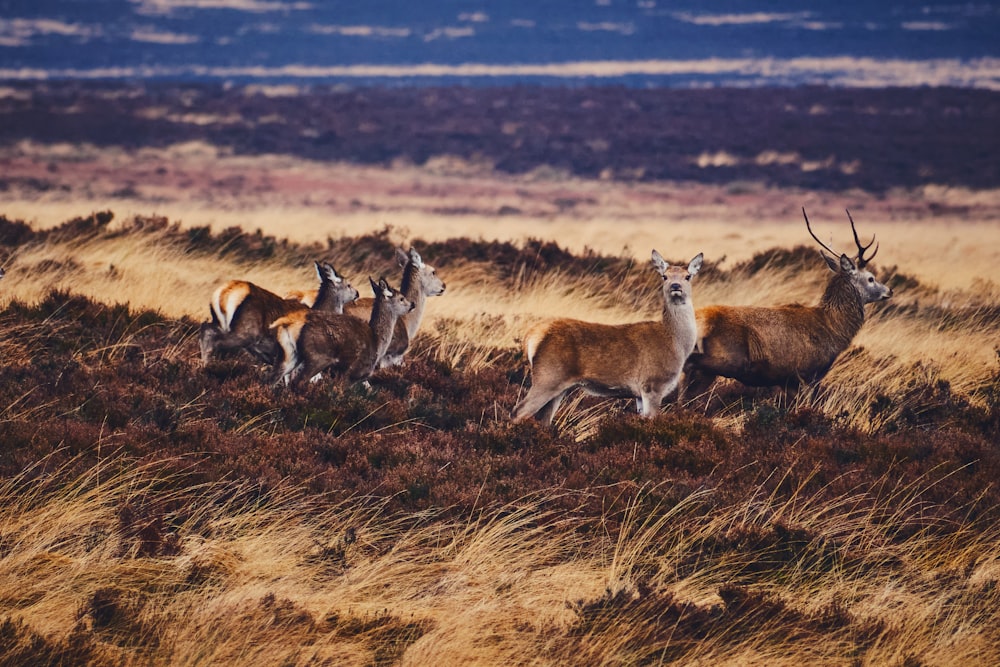 a herd of deer standing on top of a dry grass field