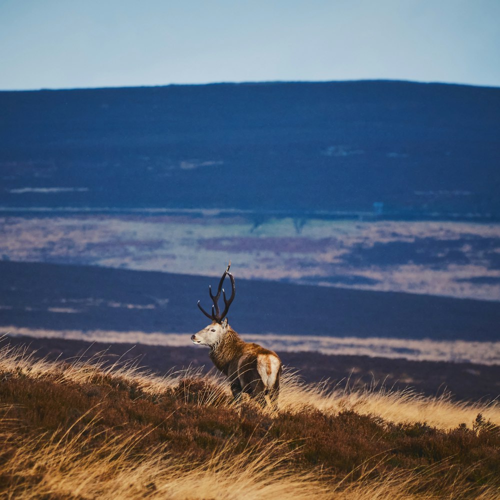 Un cervo in piedi sulla cima di una collina coperta di erba secca
