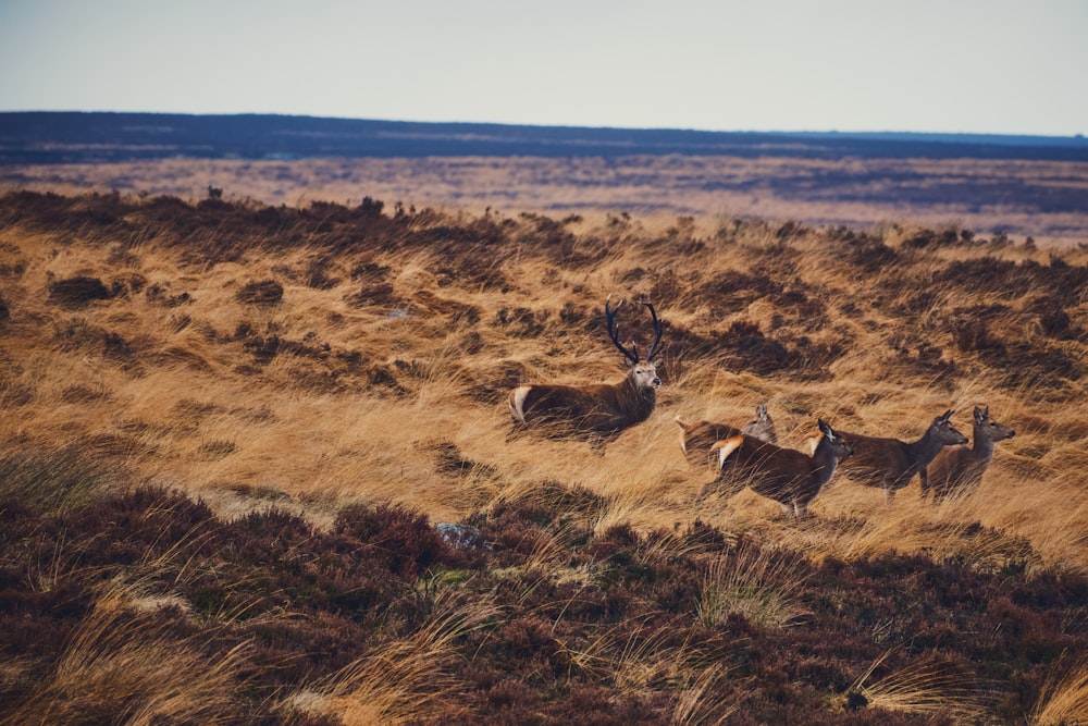 a herd of deer standing on top of a dry grass field