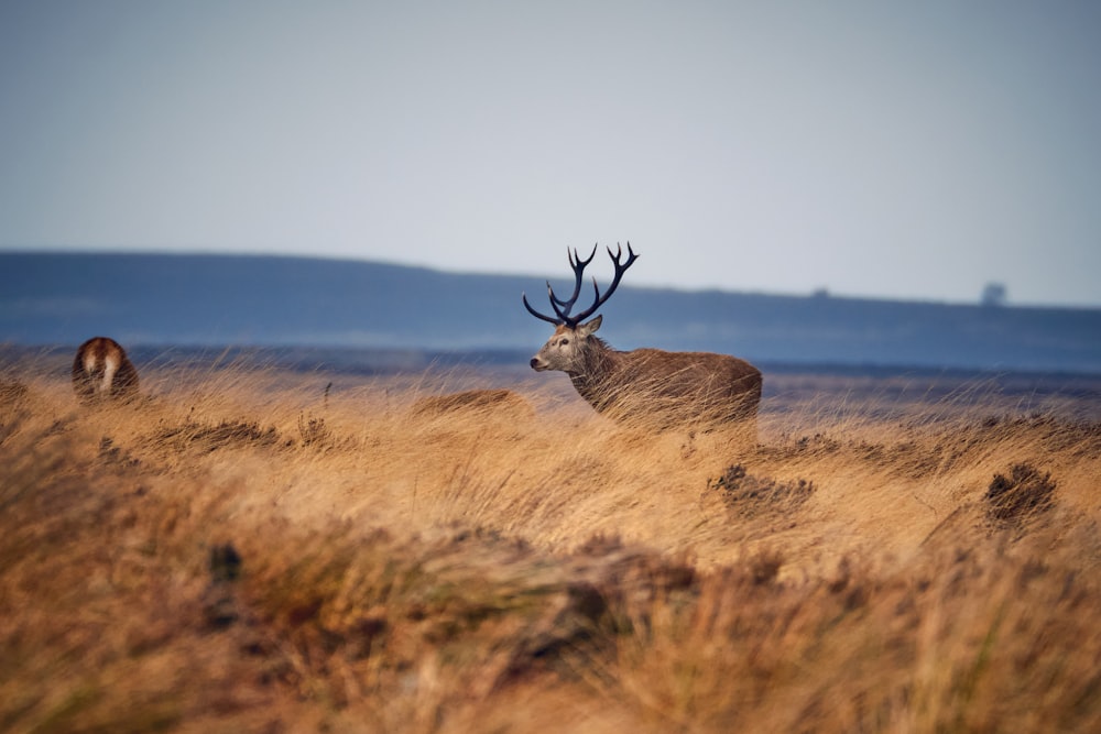 a couple of deer standing on top of a dry grass field