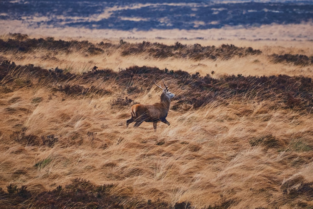 Un cervo che corre attraverso un campo di erba secca