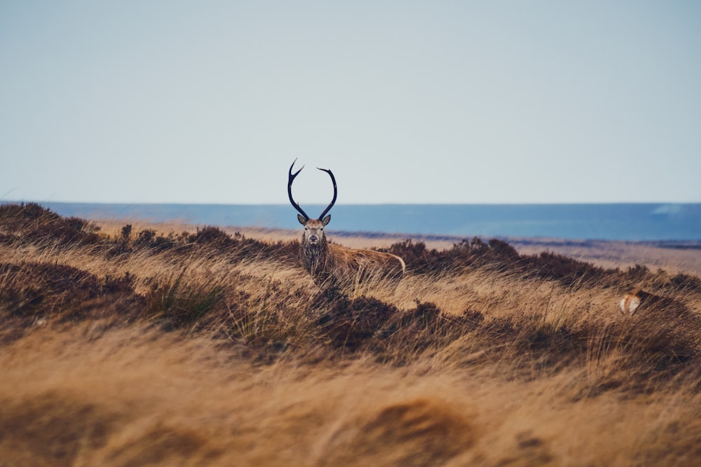a deer standing on top of a dry grass field