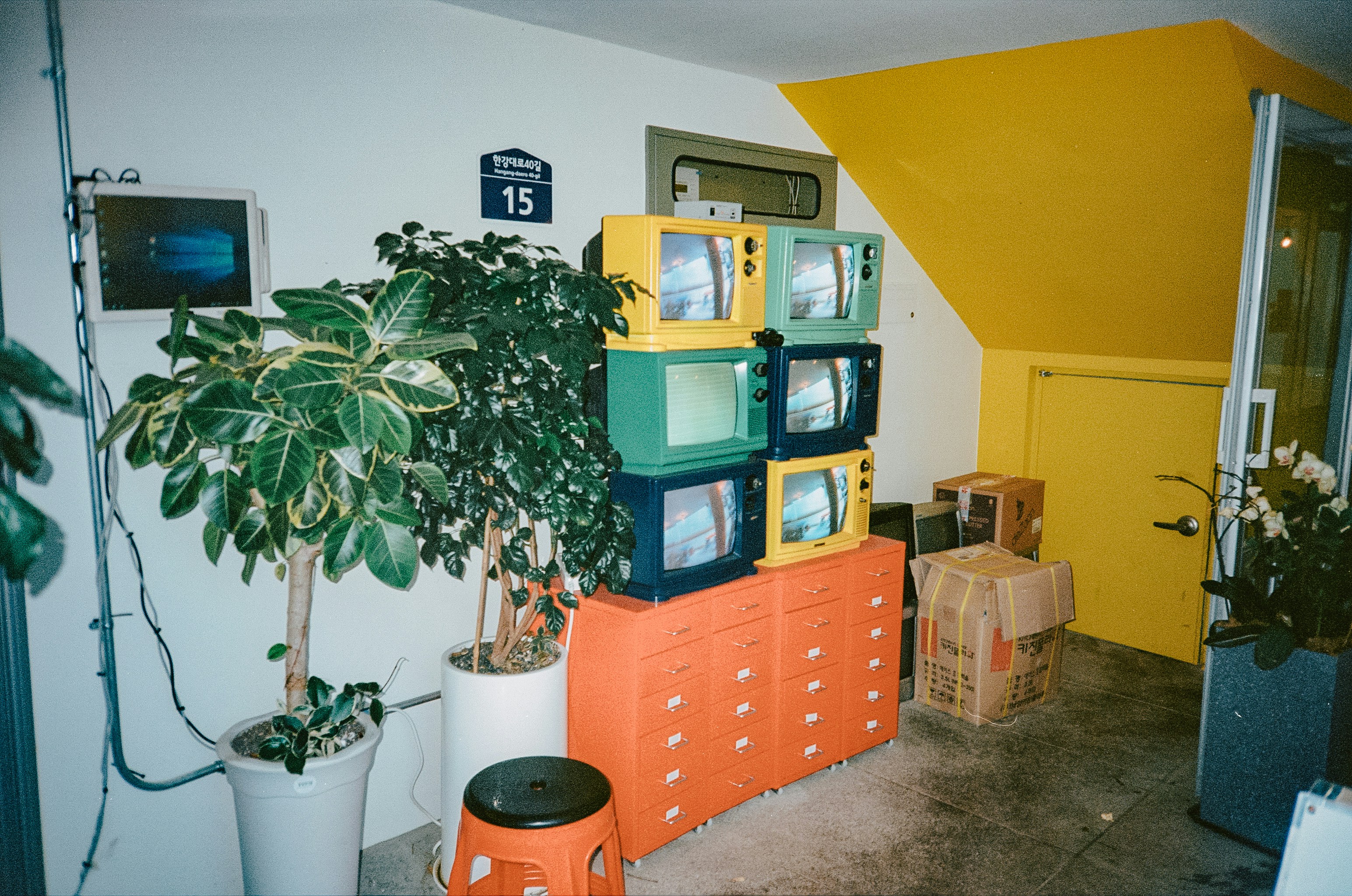 a room with a plant and a yellow wall