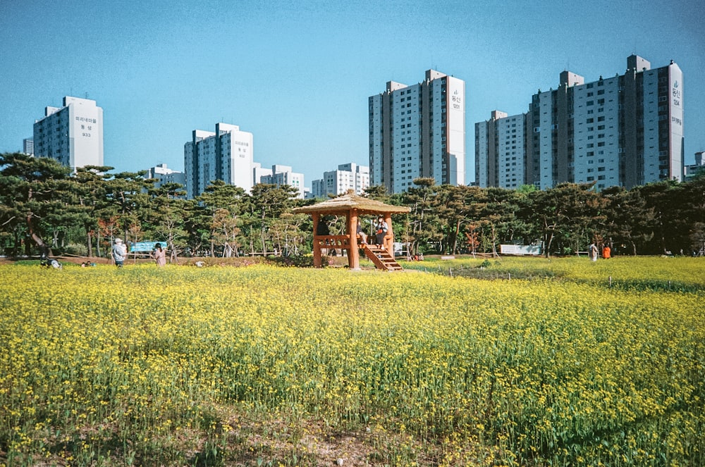 a park with a gazebo in the middle of a field of yellow flowers