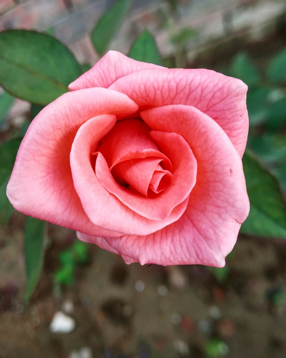 a pink rose is blooming in a garden