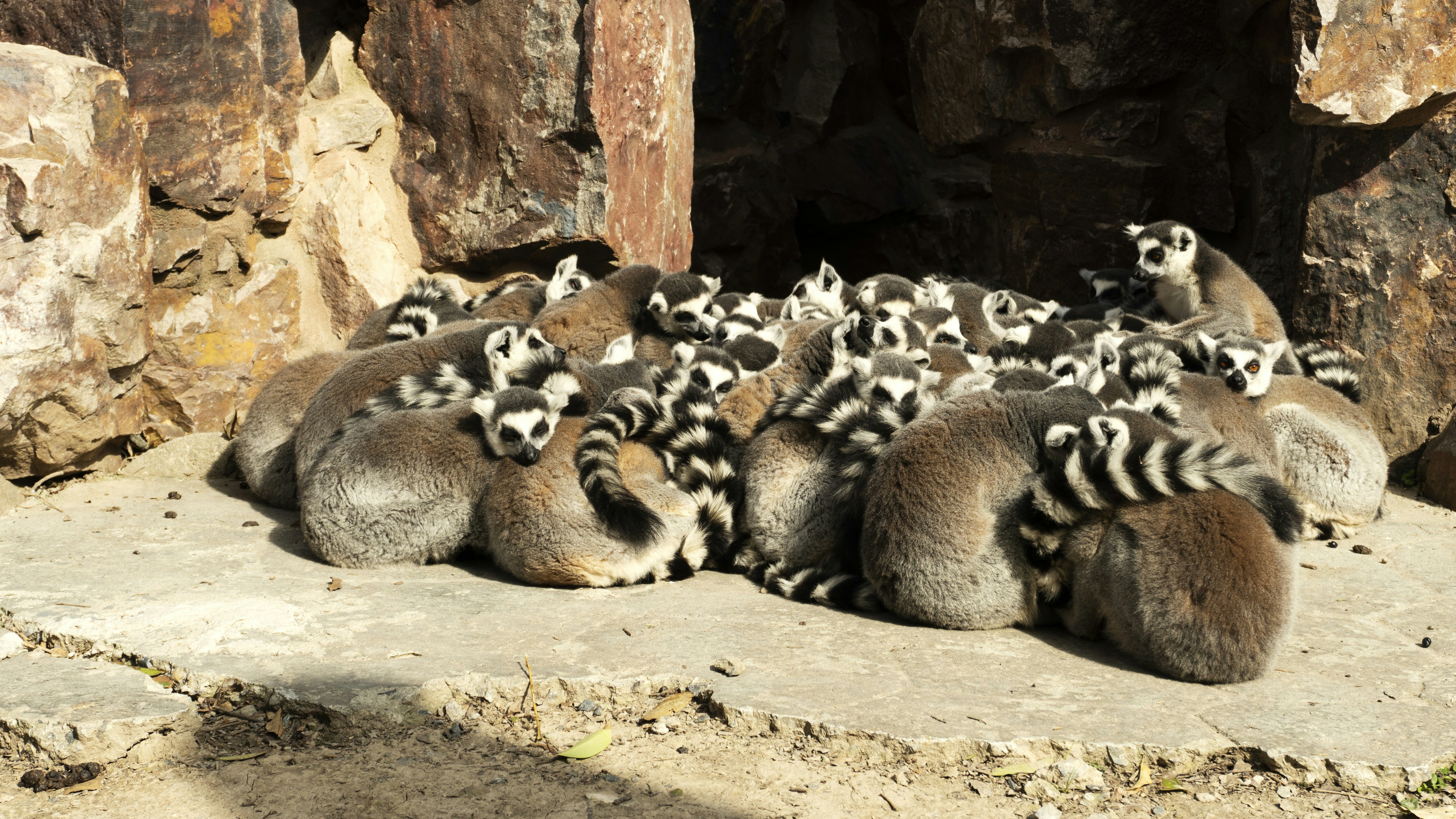 Hibernating Animals: Nature's Seismic Alarms (image credits: unsplash)