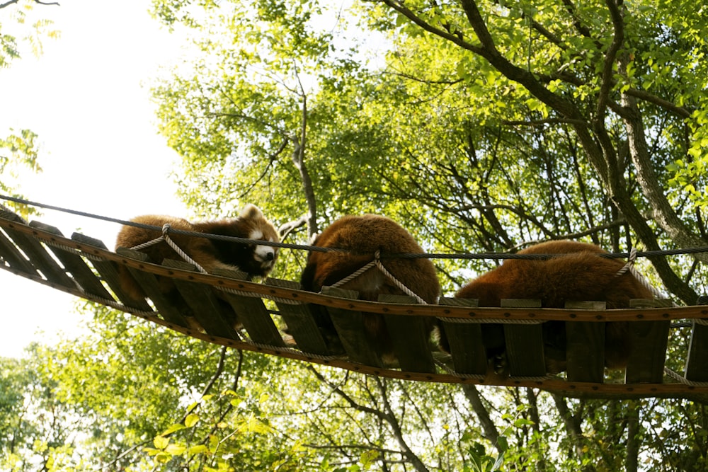 a giraffe eating leaves from a tree