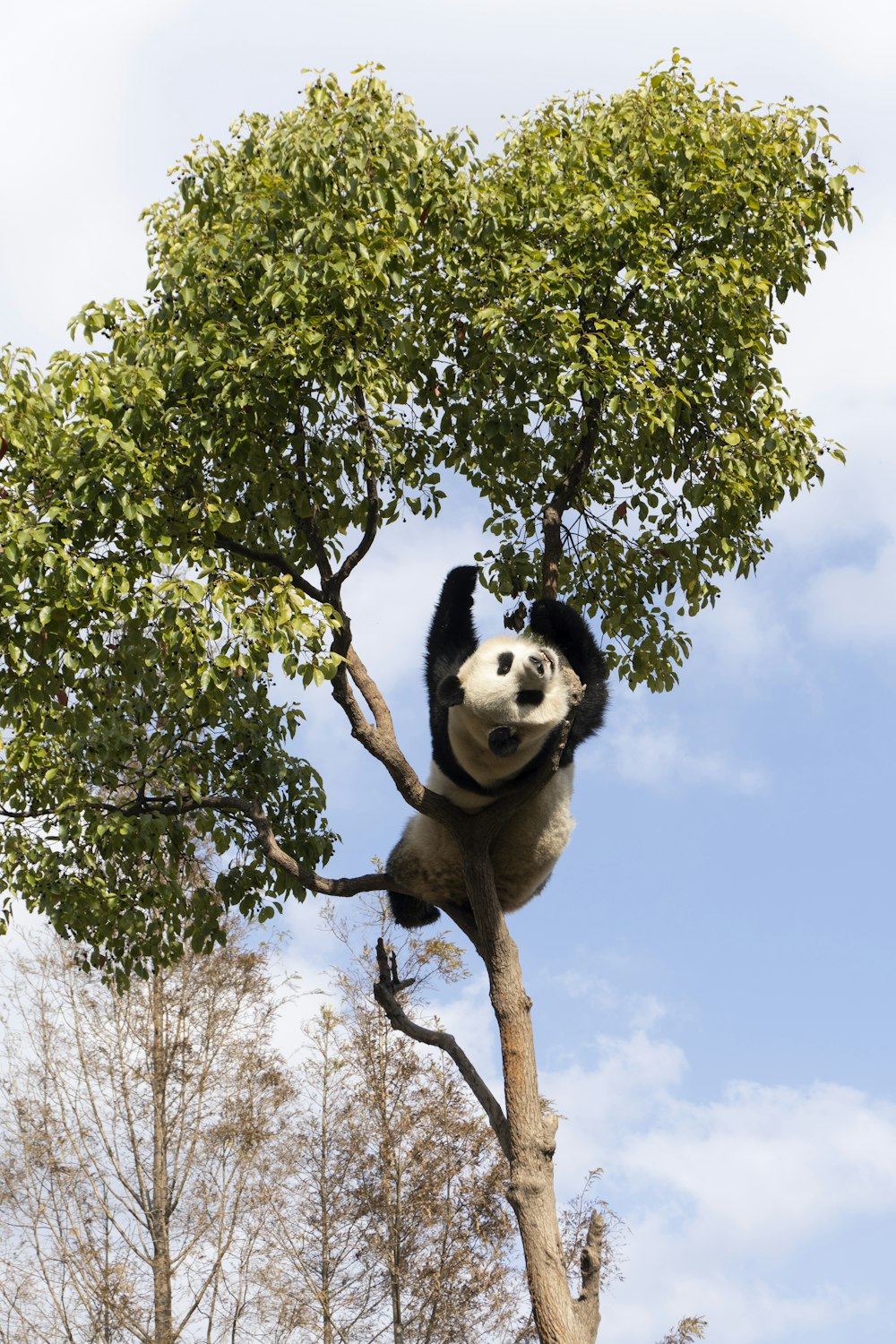 a panda bear climbing up a tree branch
