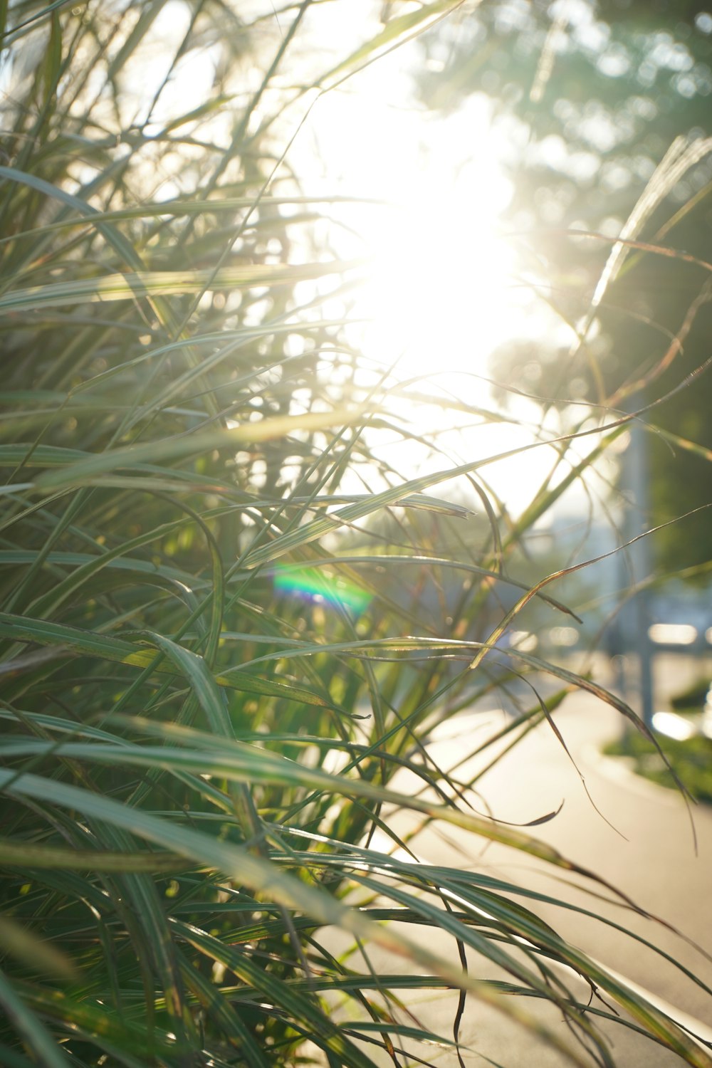 the sun shines brightly through the tall grass