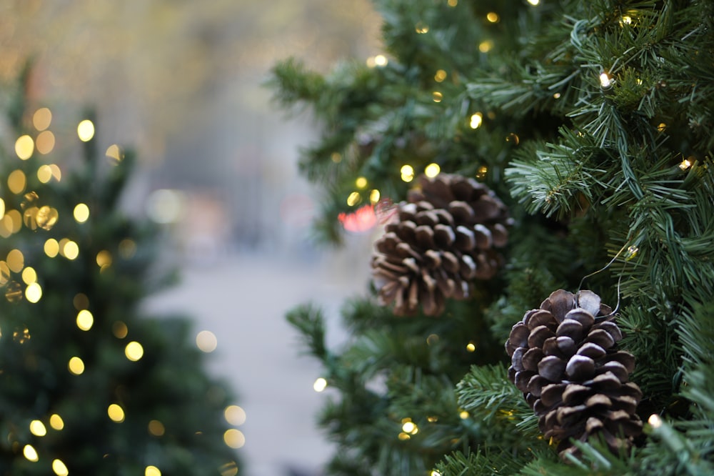 a close up of pine cones on a christmas tree