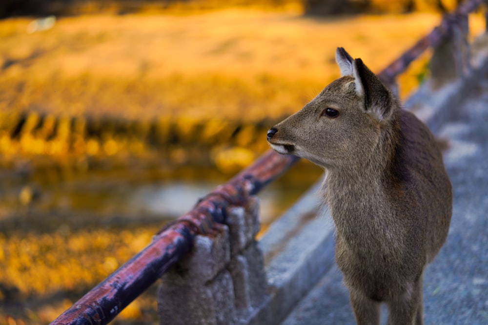 a deer standing next to a metal fence