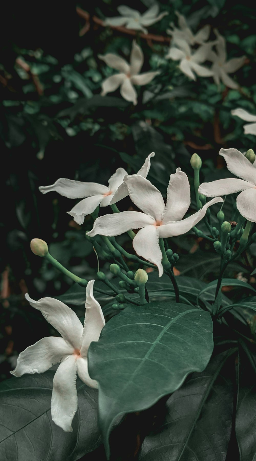 a group of white flowers sitting on top of green leaves