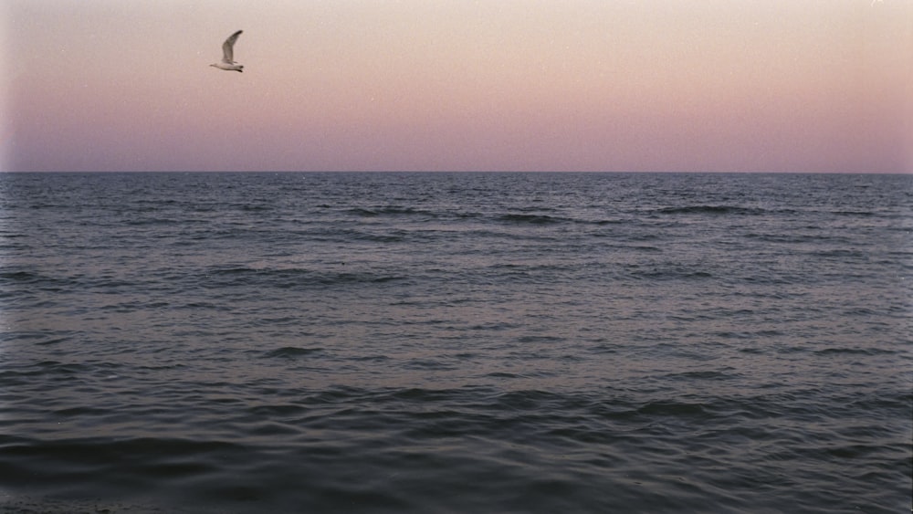 a bird flying over a body of water