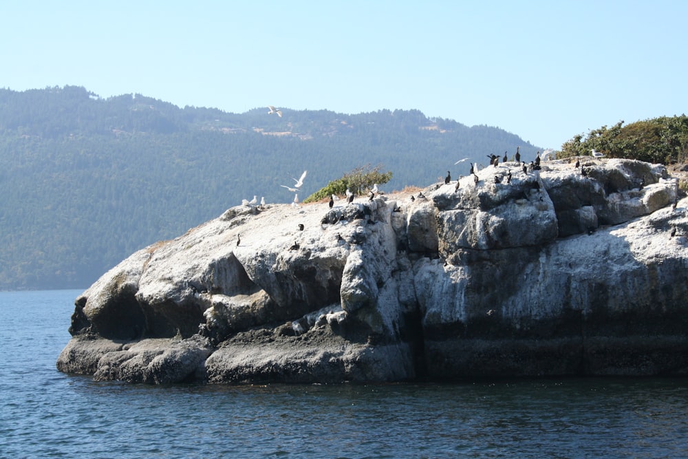 a flock of birds sitting on top of a rock formation