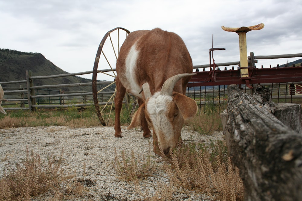 a brown and white cow eating grass in a fenced in area