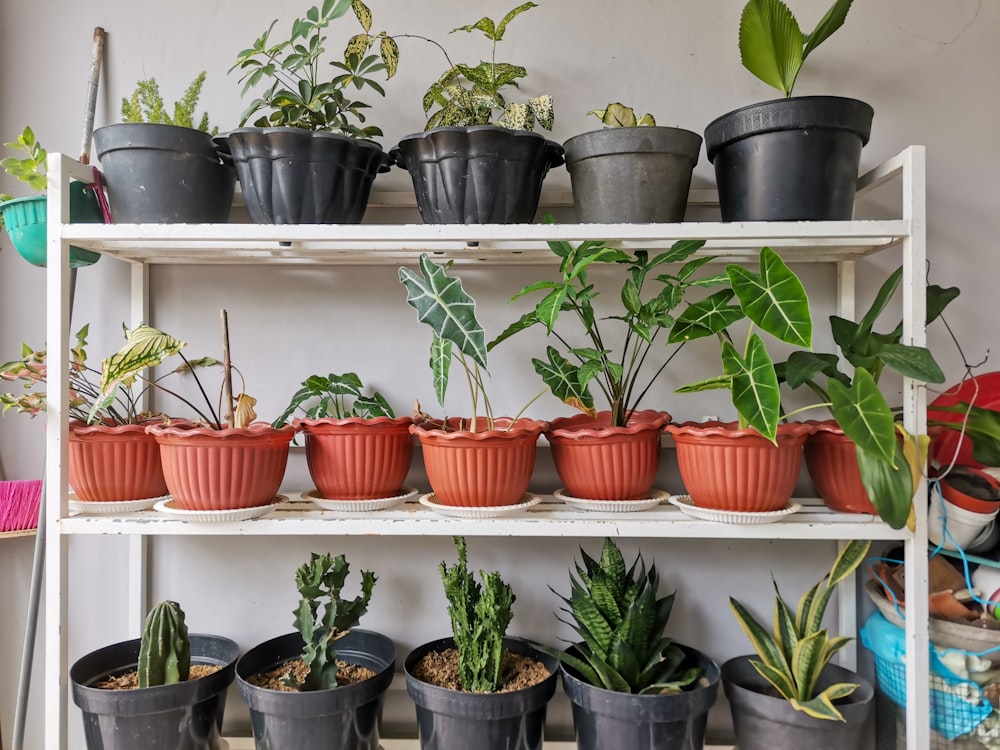 a shelf filled with lots of potted plants