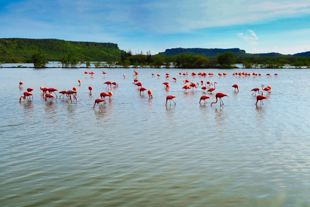 a group of flamingos standing in the water