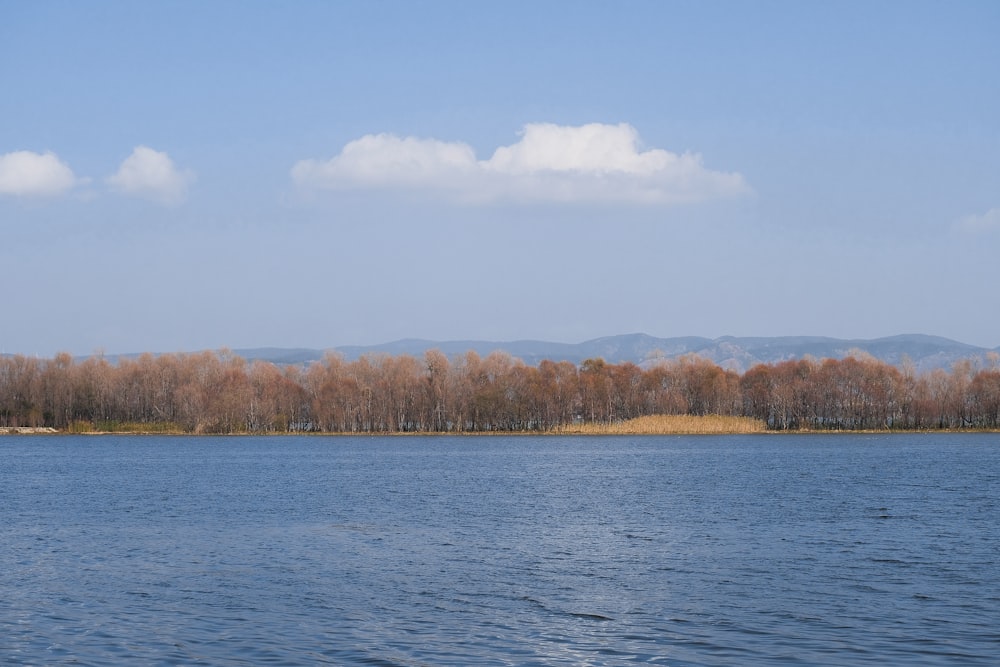 a large body of water with trees in the background