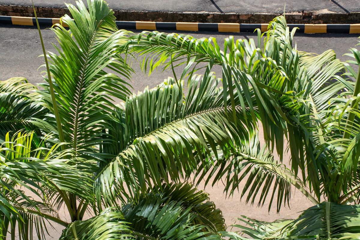Traveller's Palm Ravenala India — Landscape Architecture Guide