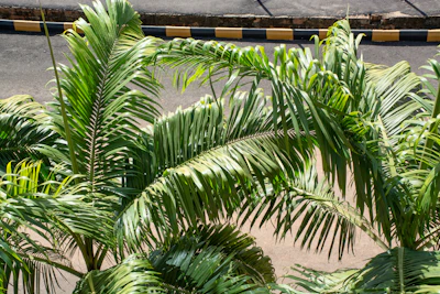 Traveller's Palm Ravenala India — Landscape Architecture Guide