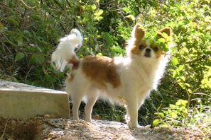 A whippet wearing a snug, earth-toned sweater standing in a sunlit garden.
