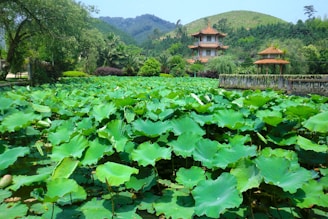 A serene lotus pond at dawn with soft mist rising over the water, framed by traditional Vietnamese monastery architecture.