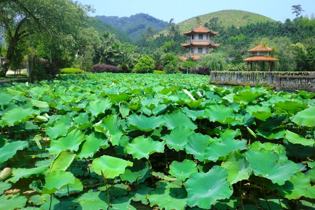 A serene lotus pond at dawn with soft mist rising over the water, framed by traditional Vietnamese monastery architecture.