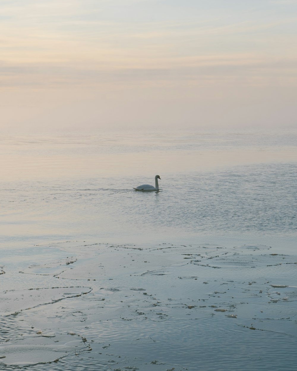 a duck floating on top of a body of water