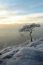 a lone tree sitting on top of a snow covered hill