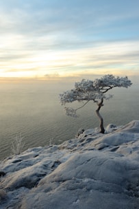 a lone tree sitting on top of a snow covered hill