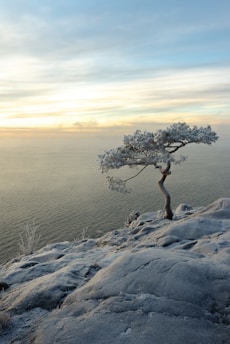 a lone tree sitting on top of a snow covered hill