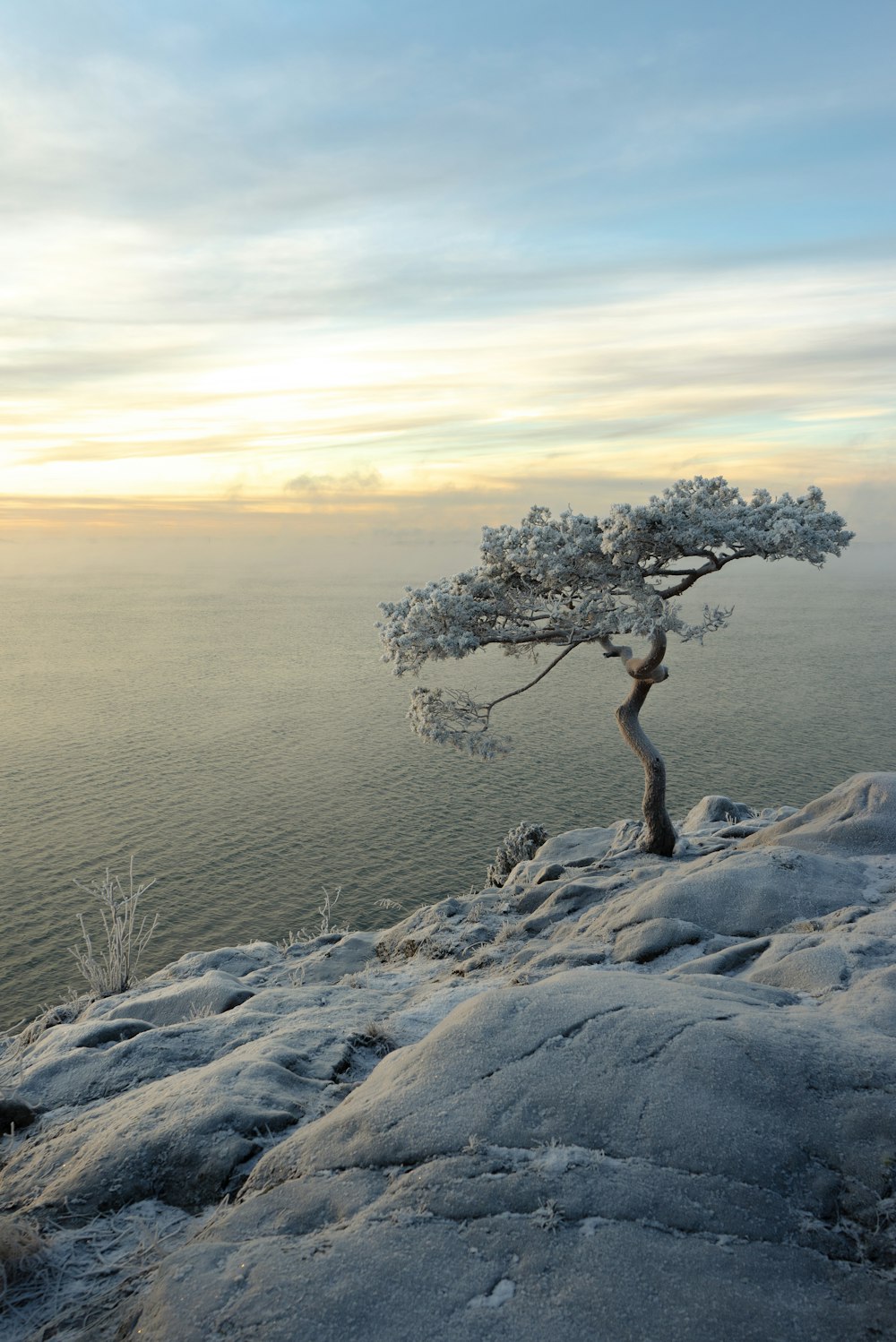 a lone tree sitting on top of a snow covered hill