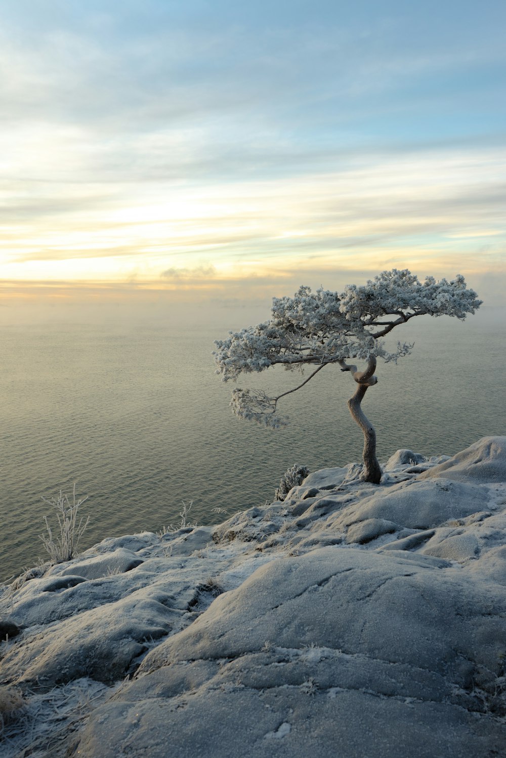 Un albero solitario seduto sulla cima di una collina coperta di neve