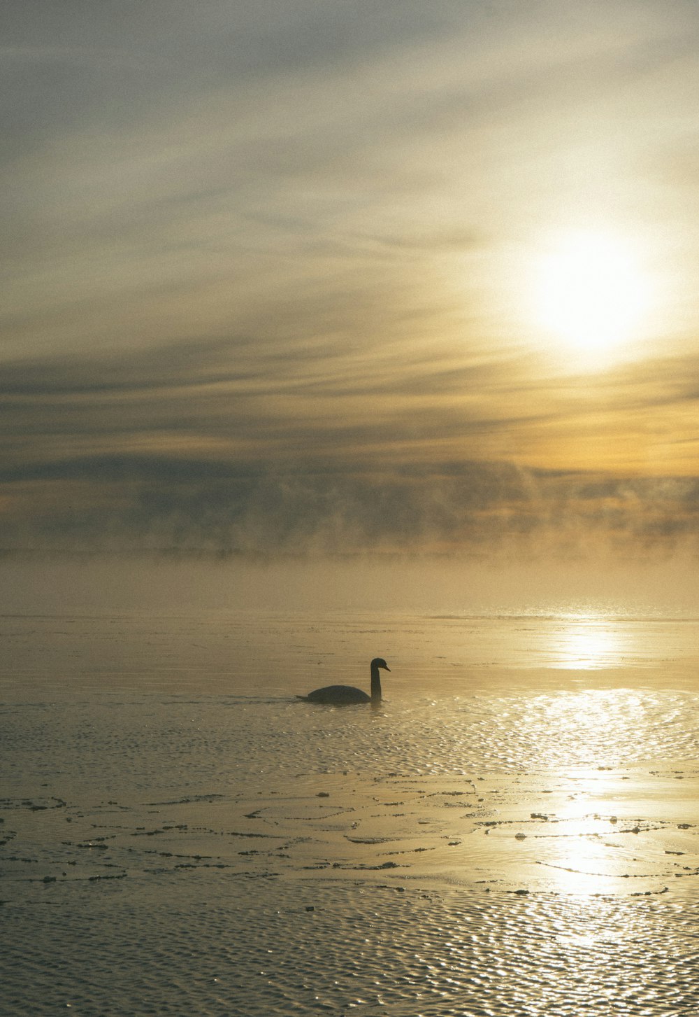 a bird floating on top of a body of water