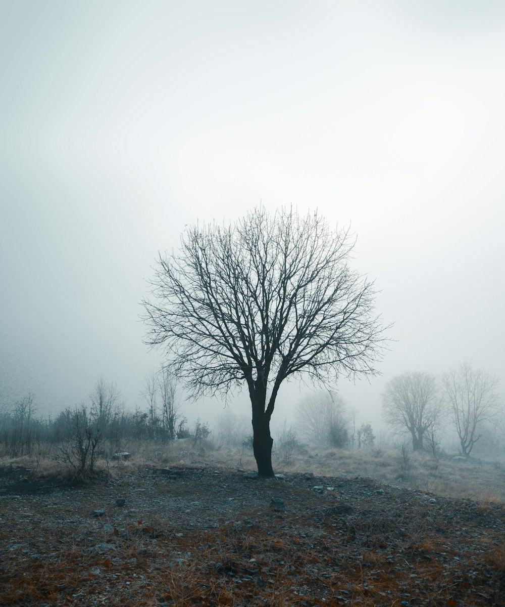 a lone tree in a field on a foggy day