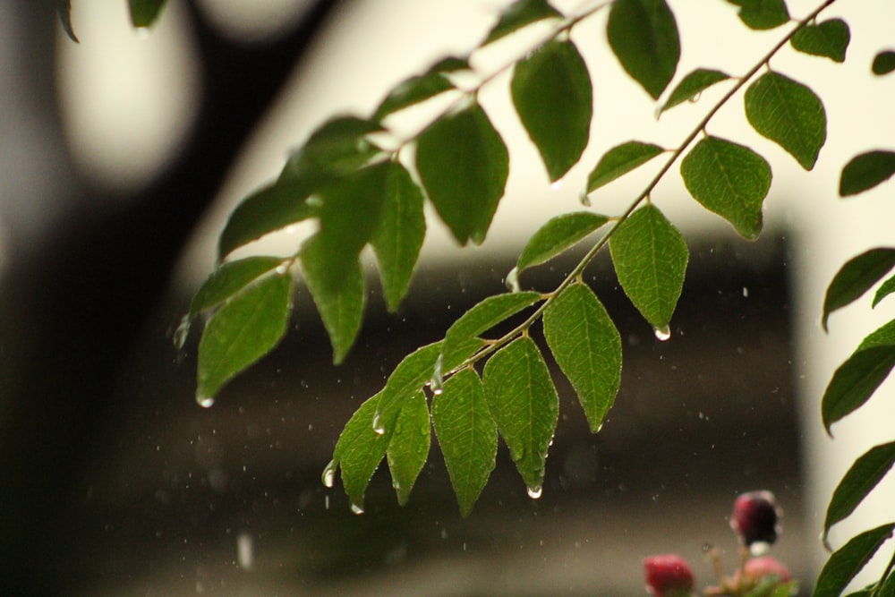 a green leaf with drops of water on it