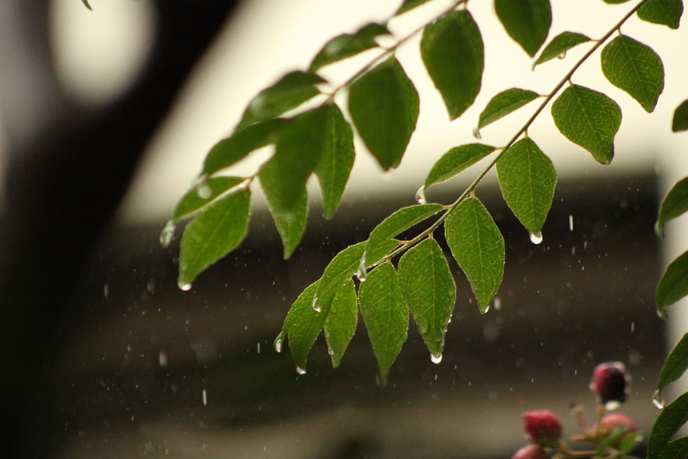 a branch of a tree with drops of water on it