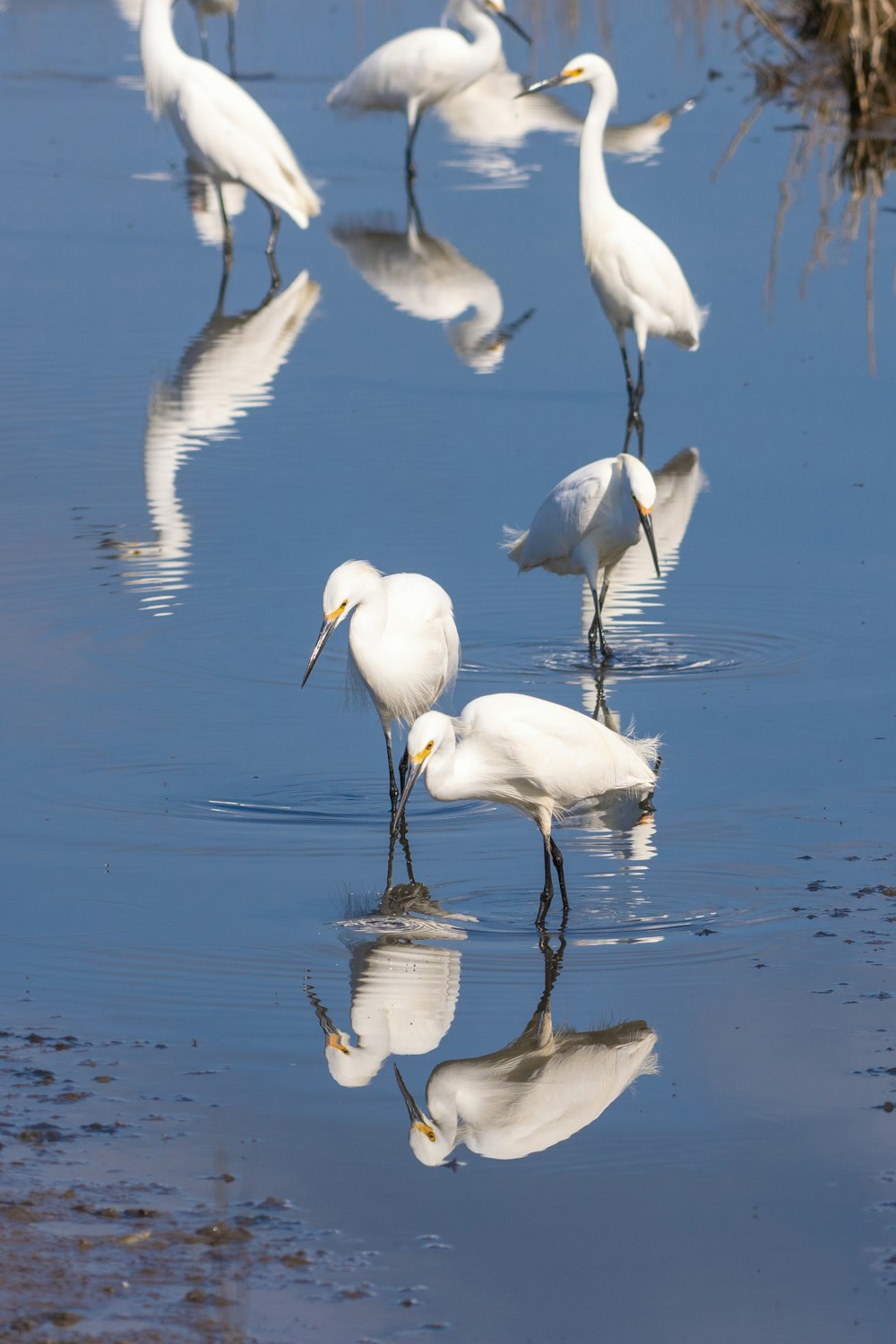 a group of birds that are standing in the water