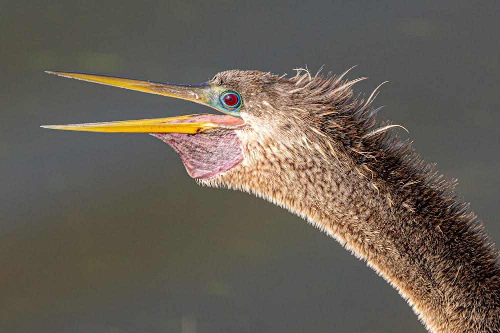a close up of a bird with a long beak