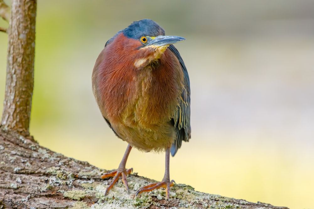 a colorful bird standing on a tree branch