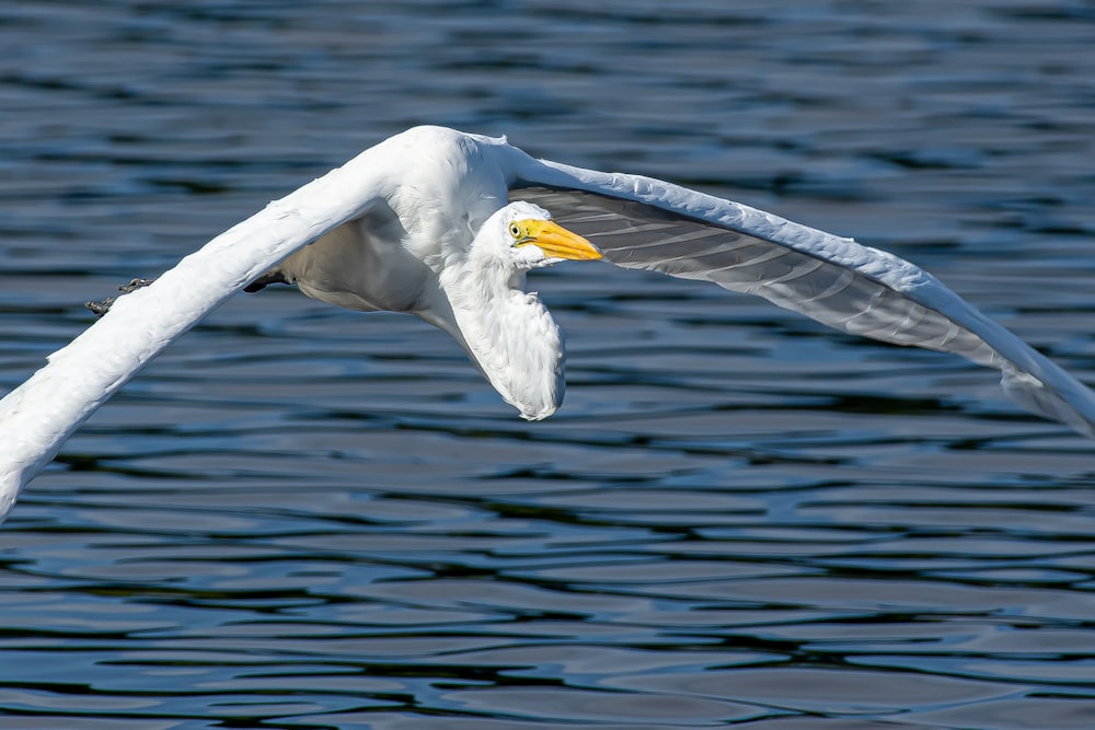 a large white bird flying over a body of water